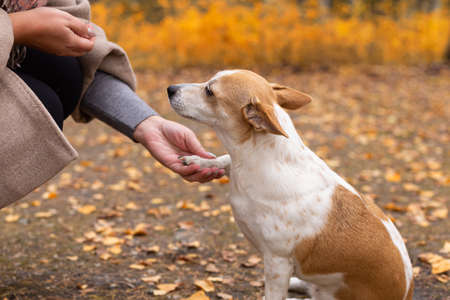 Jack Russell terrier. Dog training in nature.