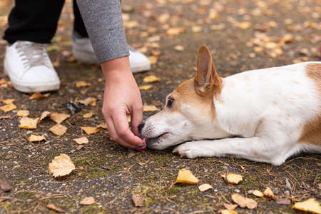 Jack Russell terrier. Dog training in nature.の写真素材