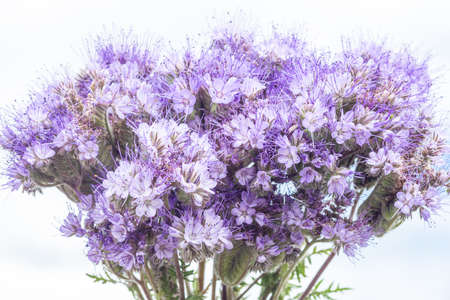 A bouquet of purple flowers. Meadow flowers. Beauty is in nature.