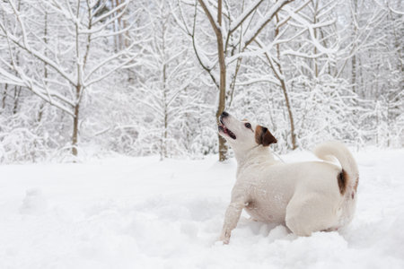 Jack Russell Terrier. Pets. A thoroughbred dog walks in a nature park.の写真素材