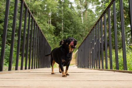 A thoroughbred dog stands on the bridge. Animal themes. Pets.の写真素材