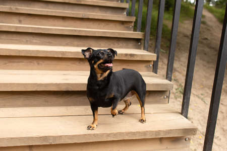A thoroughbred dog is standing on the stairs. Animal themes. Pets.の写真素材