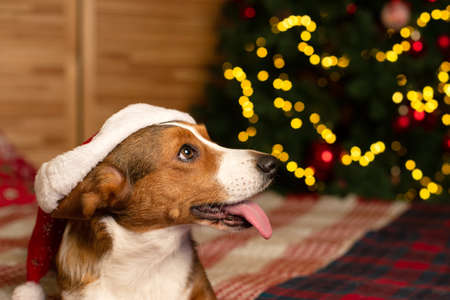 Thoroughbred dog at the Christmas tree. Welsh Corgi Pembroke. Animal themes. Christmas and New Year's Eve.の写真素材
