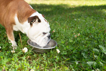 An English bulldog drinks water from a bowl. A thoroughbred dog in a public park. Pets.の写真素材
