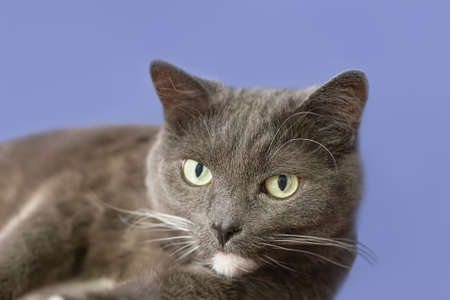 Purebred cat on a blue background. close-up. Pets.の写真素材