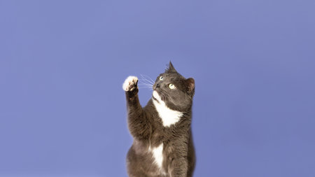 Purebred cat on a blue background. Animal themes. copyspace.の写真素材