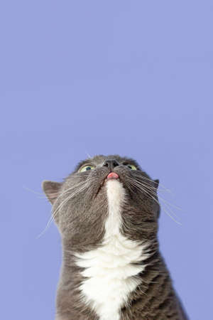 Domestic cat on a blue background close-up. Pets. copyspace.の写真素材