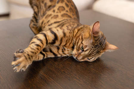 The Bengal cat is a purebred cat. Pets. Animal themes.の写真素材