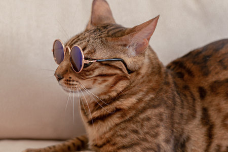 The Bengal cat is a purebred cat. Pets. Animal themes.の写真素材