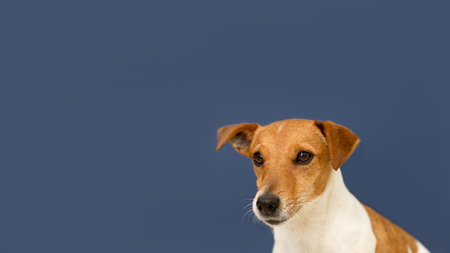 Jack Russell Terrier on a blue background. Thoroughbred dog. copyspace.の写真素材