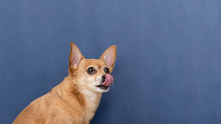 Thoroughbred dog on a blue background. A terrier. Pets. copyspace. Banner.の写真素材