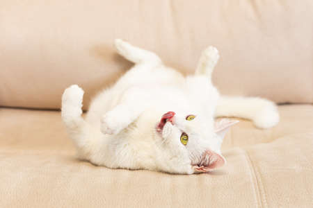 A domestic cat. A white, British purebred cat. portrait. Animal themes. Pets.の写真素材