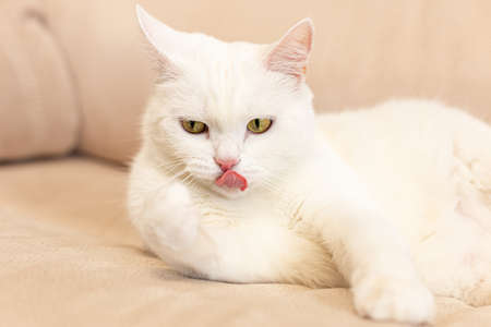A domestic cat. A white, British purebred cat. close-up. Animal themes. Pets.の写真素材