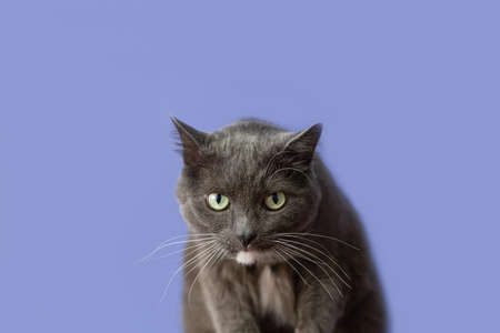 A domestic cat on a blue background. Animal themes. copyspace. A shorthair cat.の写真素材