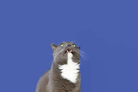A domestic cat on a blue background. Animal themes. copyspace. A shorthair cat.の写真素材