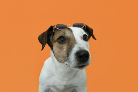 Jack Russell Terrier on an orange background. portrait. Pets. A thoroughbred dog with glasses.