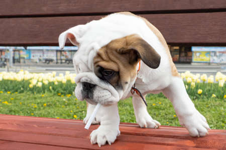 English bulldog with a cigarette. Portrait of a thoroughbred dog. Pets. Animal themes.