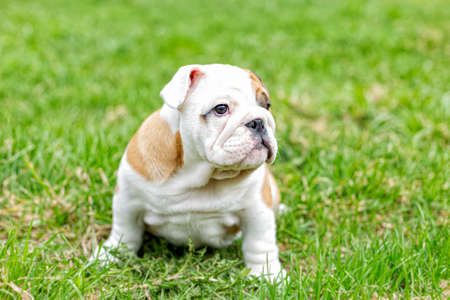 A cute puppy sitting in the grass is an English bulldog. Thoroughbred dog. Pets.の写真素材