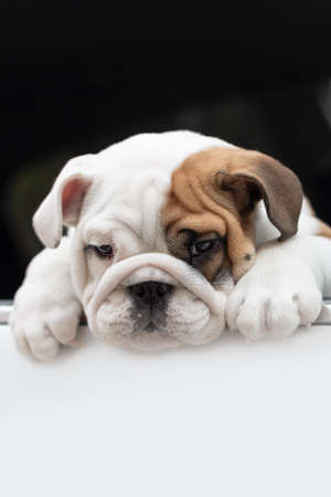 Cute English bulldog puppy in the car. Pets. Animal themes.の写真素材