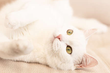 A purebred British cat. portrait. Animal themes. Pets.の写真素材