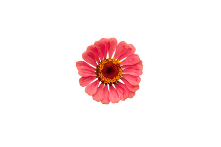 Pink flower on a white background, isolated. A flowering plant. Nature.の写真素材