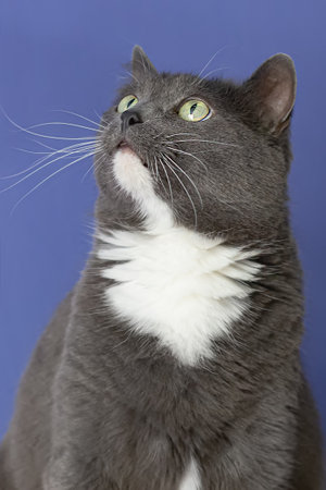 A shorthair cat on a blue background. Portrait. Pets. holidays and events.の写真素材