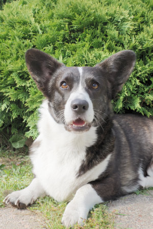 Cute purebred dog. Welsh corgi Pembroke. Portrait. Animal themes.の写真素材