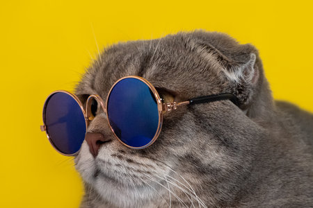 The Scottish fold cat. Pets. A thoroughbred domestic cat.の写真素材