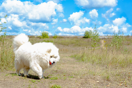 Samoyed. A thoroughbred dog playing in a nature park. Pets.の写真素材