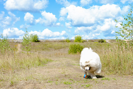 Samoyed. A thoroughbred dog plays in a public park. dog walking.の写真素材