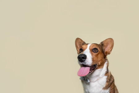 Welsh Corgi Pembroke. Portrait of a thoroughbred dog. holidays and events. copyspace.の写真素材