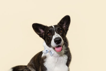 Welsh Corgi Pembroke. Thoroughbred dog. portrait. holidays and events.の写真素材