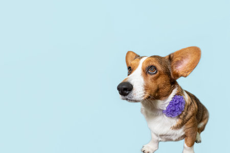 Welsh corgi Pembroke. Thoroughbred dog. holidays and events. copyspace.の写真素材