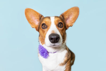 Welsh Corgi Pembroke. Thoroughbred dog. portrait. holidays and events.の写真素材