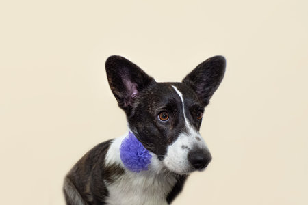 Welsh corgi Pembroke. Portrait of a thoroughbred dog. holidays and events. Animal themes.の写真素材