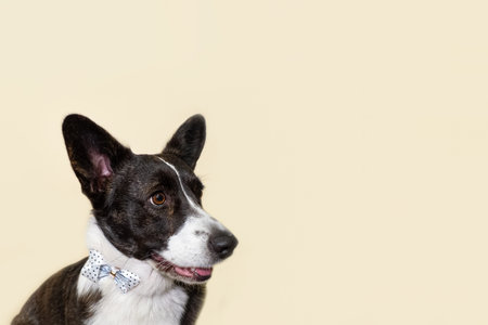 Welsh corgi Pembroke. Thoroughbred dog. holidays and events. copyspace.の写真素材