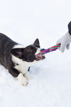 The dog is playing with a toy. Welsh corgi Pembroke. dog walking.の写真素材