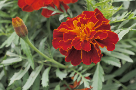 Marigolds are flowers. A flowering perennial plant. holidays and events.の写真素材