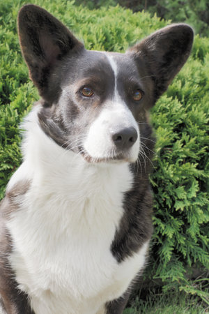 Cute purebred dog. Welsh corgi Pembroke. Portrait. Animal themes.の写真素材