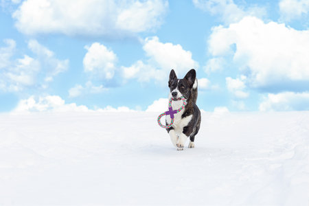 A dog running with a toy in the snow. Welsh Corgi Pembroke. landscape - nature.の写真素材