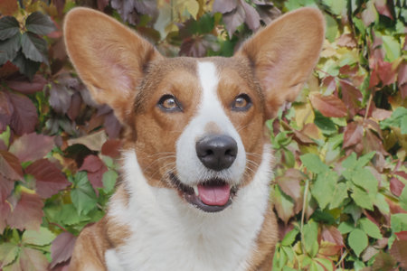 Thoroughbred dog. Welsh Corgi Pembroke. portrait. Pets.の写真素材