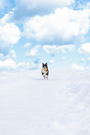 Welsh Corgi Pembroke. A dog running with a toy in the snow. Pets.の写真素材