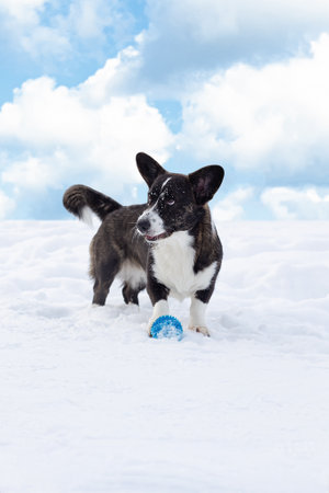 A dog with a toy in the snow. Welsh Corgi Pembroke. landscape - nature.の写真素材