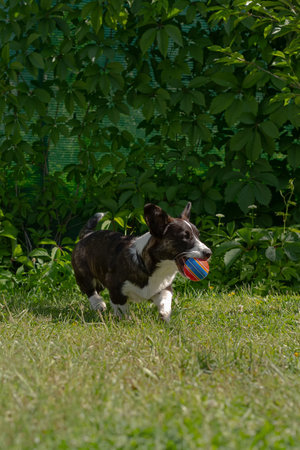 Welsh Corgi Pembroke. A thoroughbred dog with a toy. Pets.の写真素材