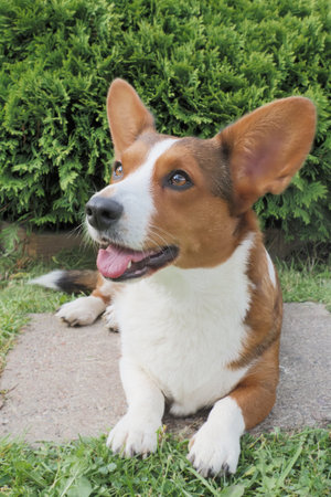 Welsh corgi Pembroke. Thoroughbred dog in a public park. dog walking.の写真素材