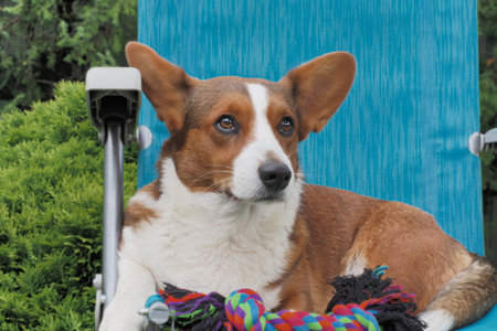 Welsh corgi Pembroke. Portrait. Thoroughbred dog in a public park. Animal themes.の写真素材