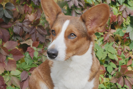 Thoroughbred dog. Welsh Corgi Pembroke. portrait. Pets.の写真素材