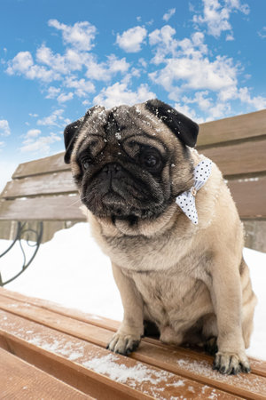Pug. Smiling cute dog on the bench. Pets. holidays and events.の写真素材