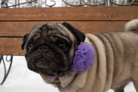 dog. Pug. A thoroughbred dog standing on a bench. portrait. holidays and events.の写真素材