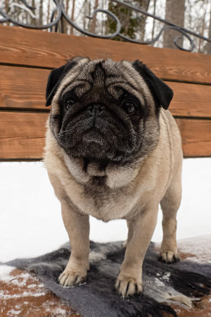 Pug. A smiling purebred dog on a bench. Animal themes.の写真素材